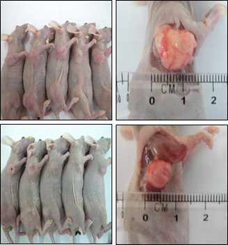 유방암 세포주를 이용한 골재생 단백질의 종양증식성 평가