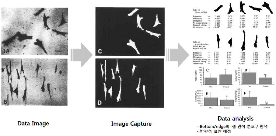 Image 프로그램을 이용한 cell guide 분석법의 예