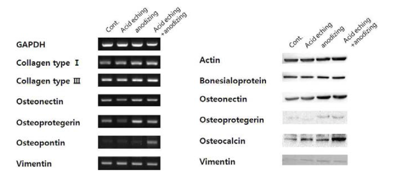 표면 처리 조건에 따른 BM-MSC의 골분화능에 관한 RT-PCR 결과(좌), Westernblot 결과(우)