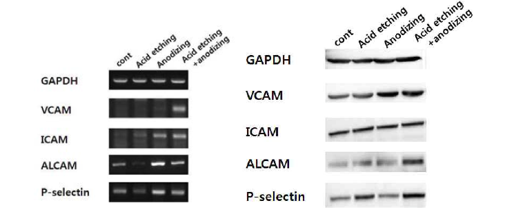 표면 처리 조건에 따른 BM-MSC의 세포 부착능에 관한 RT-PCR 결과(좌), Westernblot 결과(우)