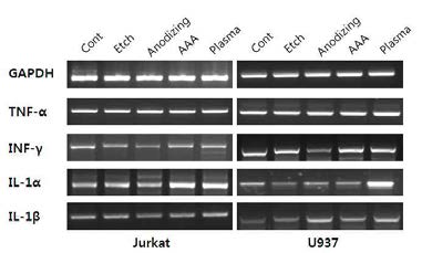 표면 코팅에 따른 T cell(Jurkat) 세포주와 단핵구(U937) 세포주의 염증발현에 관한 RT-PCR 결과