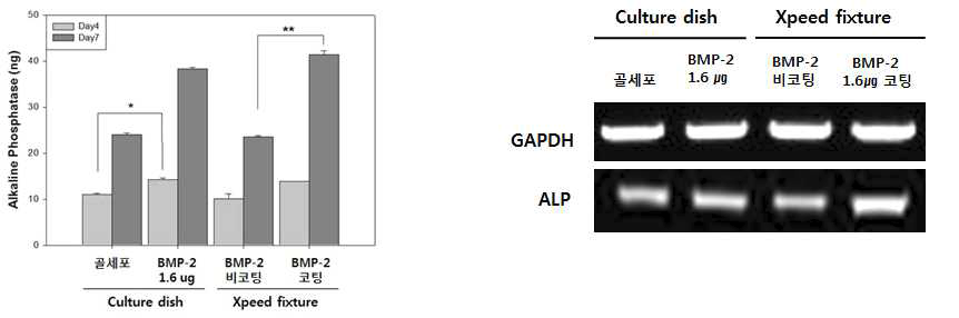 (좌) 코팅 전 ·후의 ALP 활성도 평가, (우) ALP RT-PCR 결과