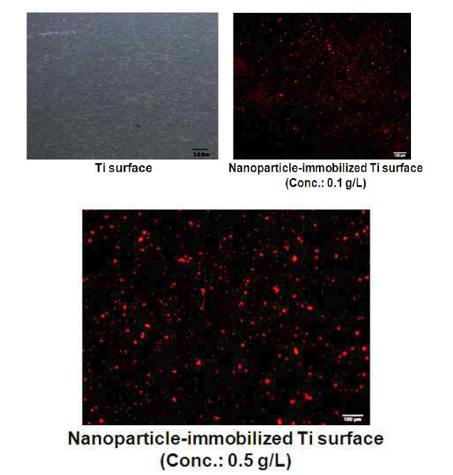 나노전달체를 코팅시킨 Ti substrate 표면의 형광 이미지