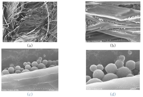 SEM images at (a)×100, (b)×1000, (c)×5000, and (d)×10000 of the surface of cotton treated with chitosan microcapsules.