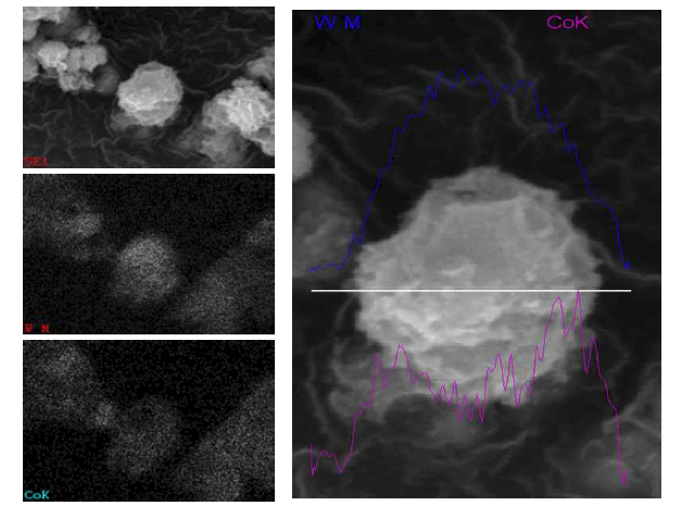 WC-Co 복합 분말의 EDS 분석 결과