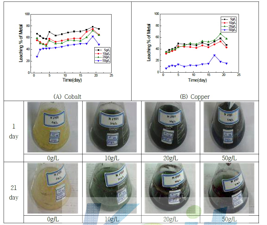 Leaching percent(%) of Cobalt and Copper at different pulp density. (KCTC6985 / Malt Extract broth / 24℃ / 180rpm)