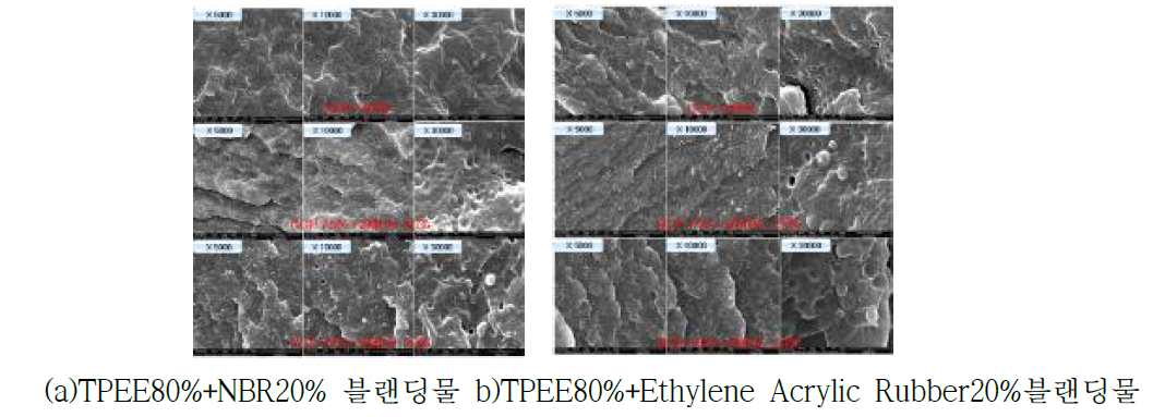 SEM 표면구조 분석