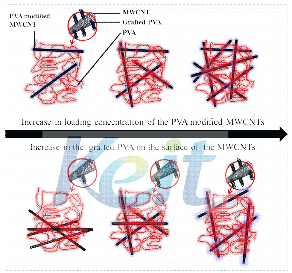 The dispersion of MWCNT in PVA matrix and the formation of their network.