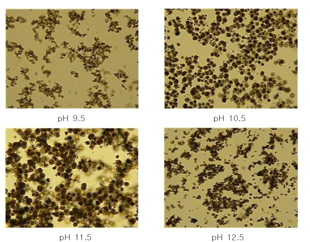 pH에 따른 전구체 결정성장 광학현미경 사진 반응조건