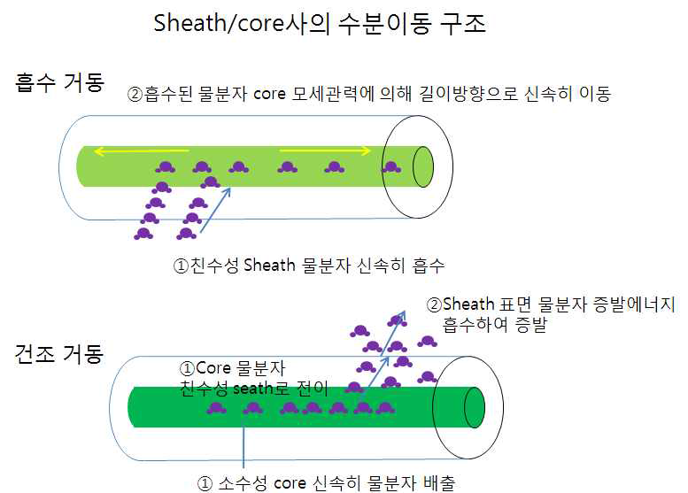 Sheath/core사의 수분 이동 구조