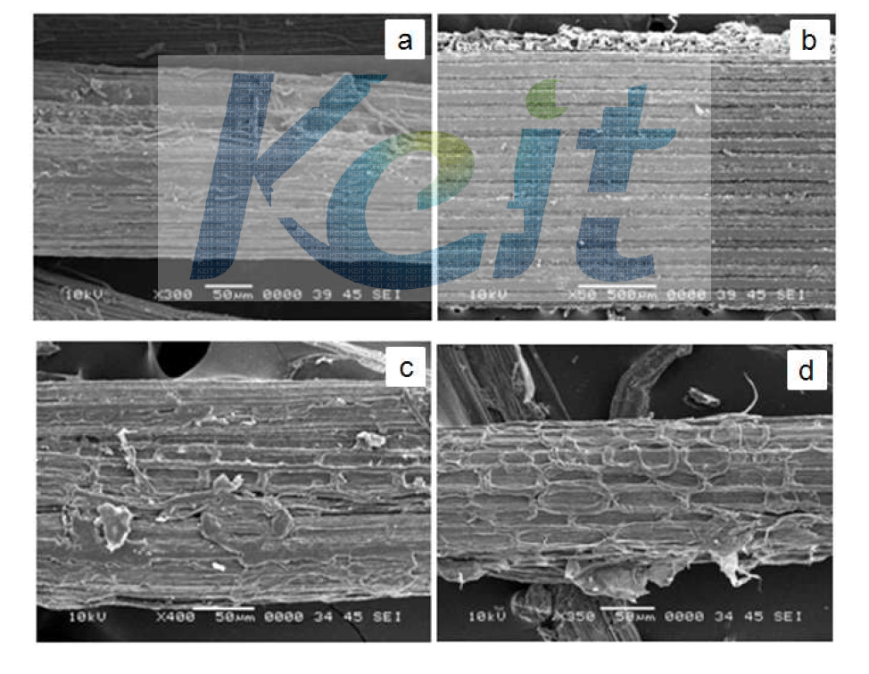 부들 섬유 표면의 SEM 사진 (a) C-CTF, (b) M-CTF, (c) MC1-CTF, (d) MC2-CTF