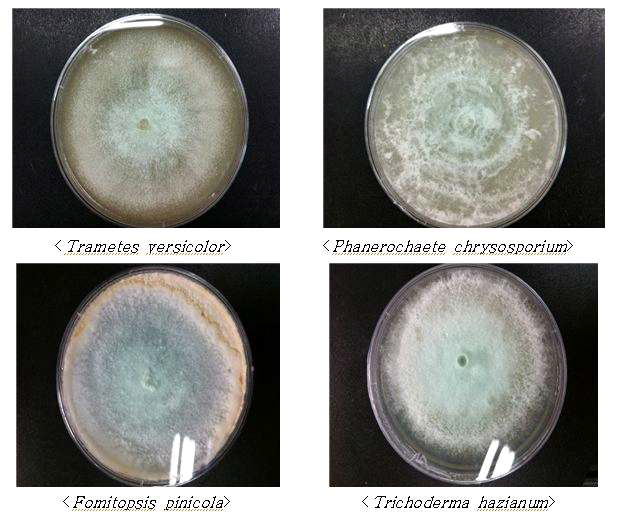 목재부후균 유래 균주 4종 선별