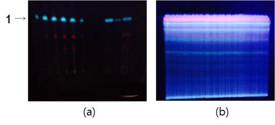 Flash chromatography를 통해 얻어낸 분획별 포황추출물의 분석용 TLC(a)를 이용한 물질 분석 및 분획용 TLC(b)를 이용한 물질 분리