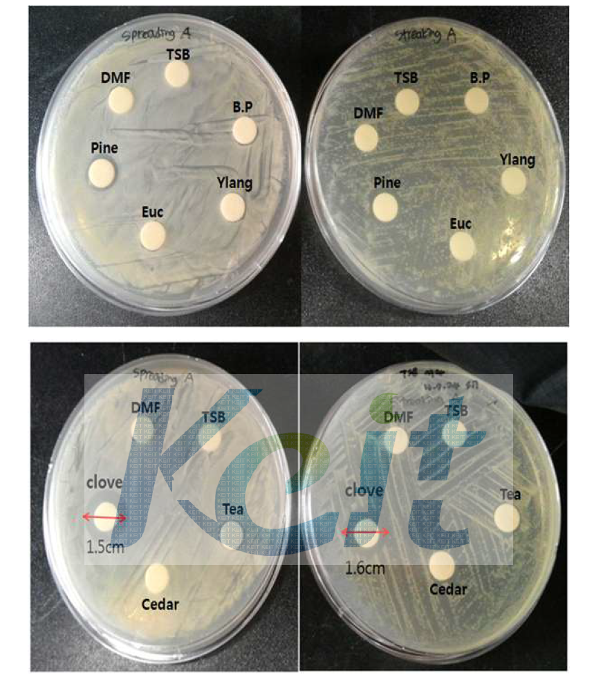 E. coli DH5a에 대한 각 정유들의 항균할성 왼쪽 : spreading plate , 오른쪽 : streaking plate