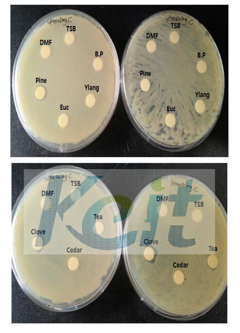 Micrococcus luteus (11326)에 대한 각 정유들의 항균할성 왼쪽 : spreading plate , 오른쪽 : streaking plate