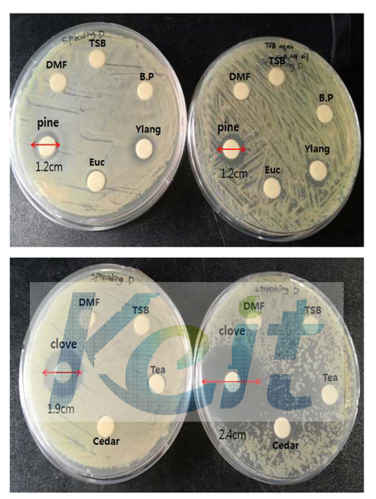 Salmonella choleraesuis (11863)에 대한 각 정유들의 항균할성 왼쪽 : spreading plate , 오른쪽 : streaking plate