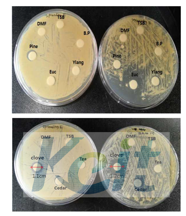 Staphylococcus aureus (40510)에 대한 각 정유들의 항균할성 왼쪽 : spreading plate , 오른쪽 : streaking plate
