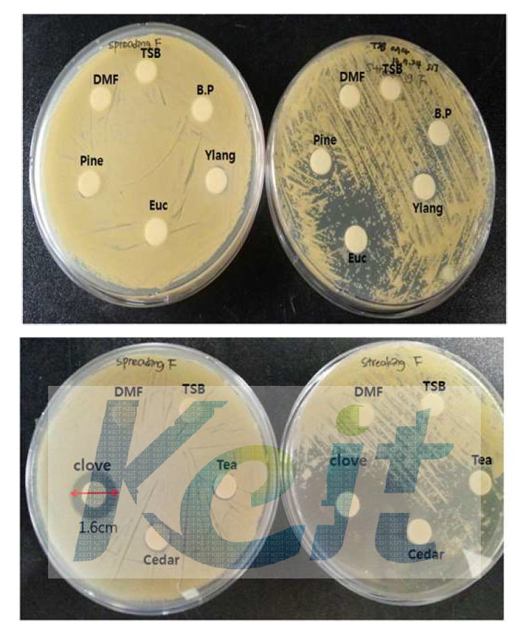 Staphylococcus aureus (11812)에 대한 각 정유들의 항균할성 왼쪽 : spreading plate , 오른쪽 : streaking plate