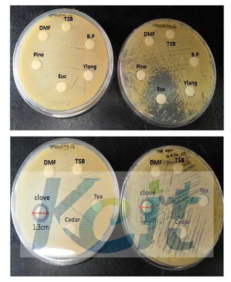 Staphylococcus aureus (40512)에 대한 각 정유들의 항균할성 왼쪽 : spreading plate , 오른쪽 : streaking plate