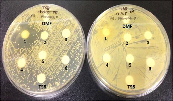Staphylococcus aureus (40510)에 대한 포황 정유들의 항균할성 왼쪽 : spreading plate , 오른쪽 : streaking plate
