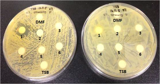 Staphylococcus aureus (40512)에 대한 포황 정유들의 항균할성 왼쪽 : spreading plate , 오른쪽 : streaking plate