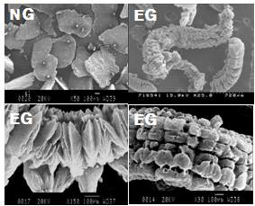 SEM images of natural graphites and expanded graphites.