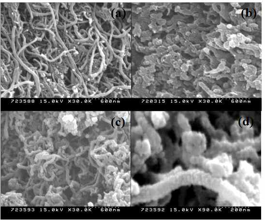 폴리아닐린이 도입된 탄소나노튜브의 SEM 사진