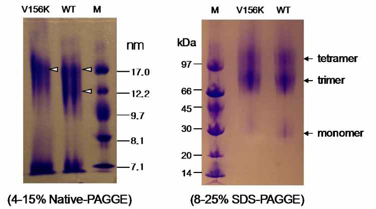 Electrophoresis patterns of proapoA-I in proteoliposome(PL)