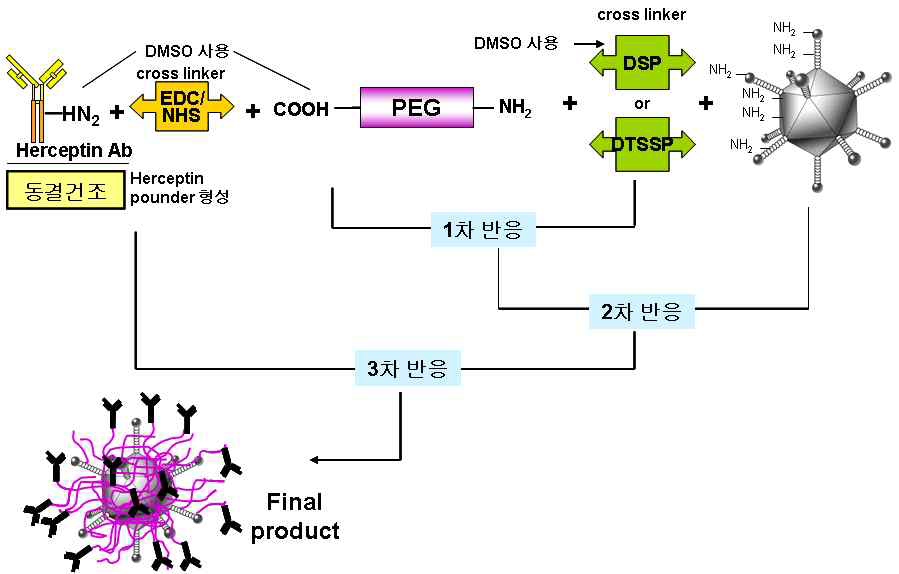 PEG를 이용한 Herceptin Ab가 중합된 PEG 아데노바이러스인 Ad-PEG-HER의 제작과정