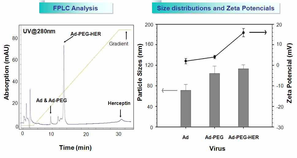 PEGylation, PEG-HER encapsulation 된 아데노바이러스의 성분 분석