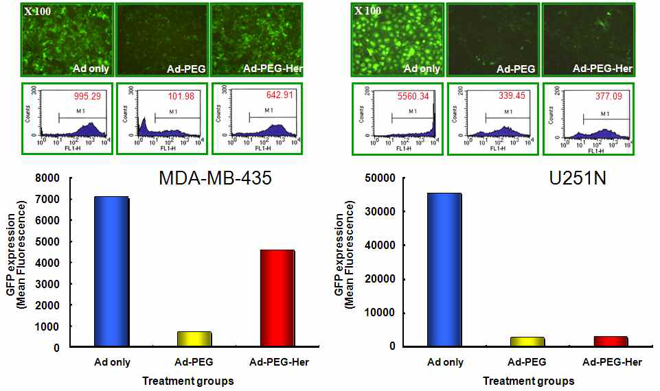Ad-PEG-HER 아데노바이러스의 유방암 세포 특이적 감염능 검증