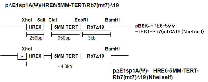 HRE 6 copy, 5MMTERT, Rb7△19 가 합체된 promoter 종양 선택정 살상 아데노바이러스 프로모터의 모식도