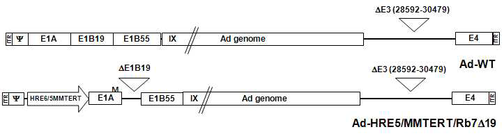 HRE 6 copy와 5MMTERT 가 합체된 promoter 에 의해 복제가 조절되는 종양 선택적 살상 아데노바이러스인 Ad-HRE6/E2F△19/Rbmt의 모식도