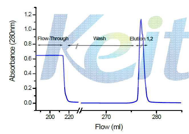 3E8 항체 정제: 친화력 chromatography 와 SDS-PAGE