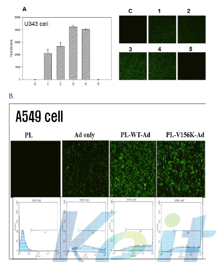 A. U343 세포에서의 프로테오리포솜으로 포획된 아데노바이러스의 유전체 전달 효율 비교. C, control(not treated); 1, Ad alone; 2, Ad+DMPC; 3, Ad + DMPC + WT(WT-PL-Ad); 4, Ad+DMPC+V156K(V156K-PL-Ad); 5, DMPC alone B. 폐암세포주(A549) 세포에서의 프로테오리포솜으로 포획된 아데노바이러스의 유전체 전달 효율 비교