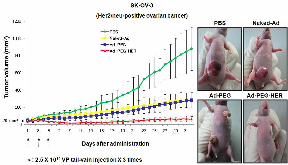 PEG, PEG-HER 중합된 종양 선택적 살상능을 가진 아데노바이러스의 꼬리 정맥 투여 후 항종양 효과 검증