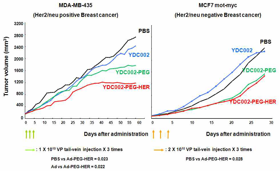 PEG, PEG-HER 중합된 종양 선택적 살상능을 가진 아데노바이러스의 꼬리 정맥 투여 후 항종양 효과 검증 및 Her2/neu 발현에 따른 효과 검증