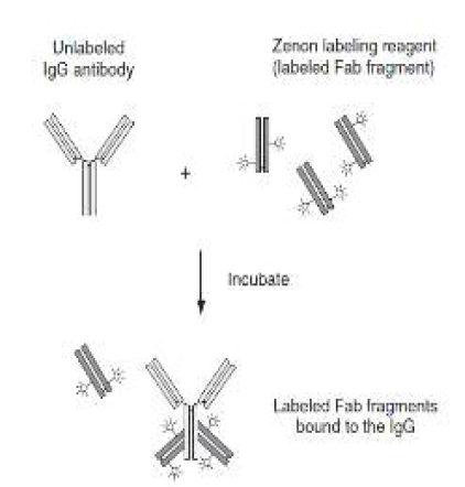 항체와 Zenon labeling reagent의 결합원리