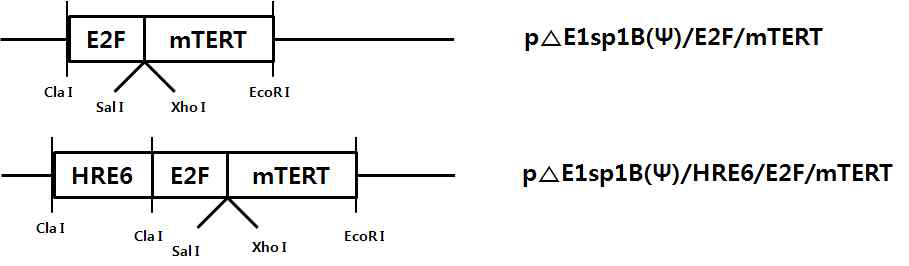 HEmT 프로모터가 삽입된 아데노바이러스 E1 셔틀벡터 제작 과정