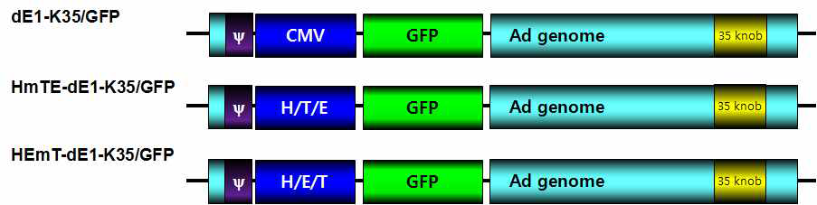 HRE6, E2F, 그리고 mTERT가 재조합된 프로모터에 의해 GFP의 발현이 조절되는 복제 불능 아데노바이러스들인 dE1-HmTE-k35/GFP와 dE1-HEmT-k35/GFP 모식도