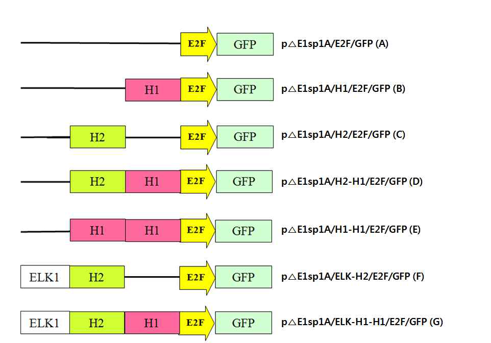 E2F 프로모터, HIF-1α 또는 HIF-2α 결합부위, ELK1 결합부위가 재조합된 프로모터에 의해 GFP가 발현되는 아데노바이러스 E1 셔틀벡터의 모식도