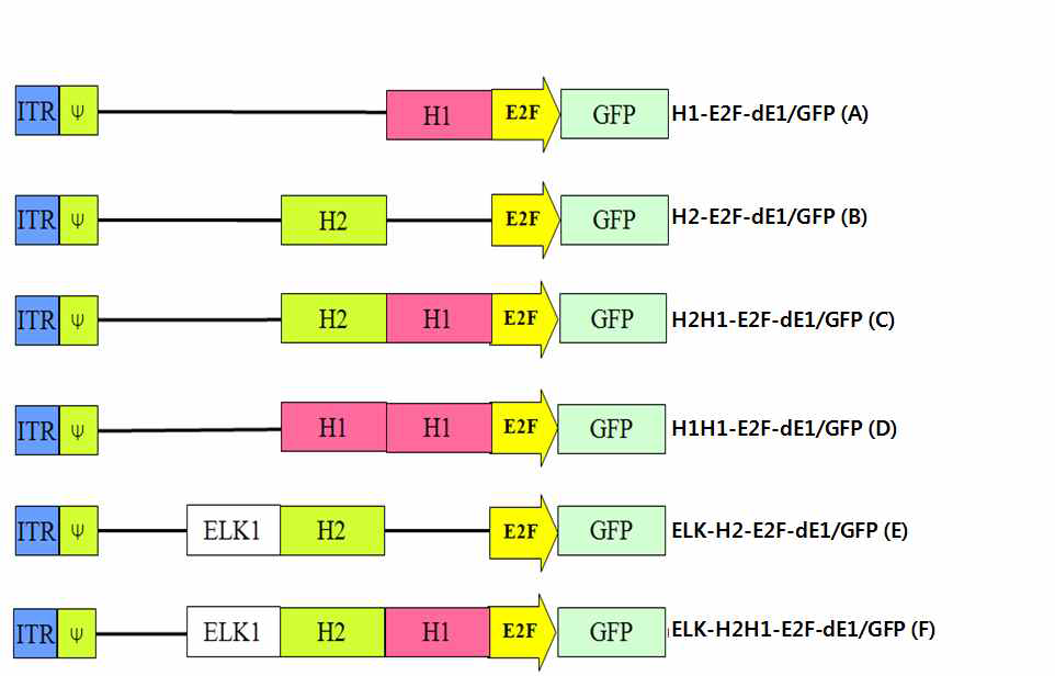 E2F 프로모터, HIF-1α 또는 HIF-2α 결합부위, ELK1 결합부위가 재조합된 프로모터에 의해 GFP가 발현되는 복제 불능 아데노바이러스의 모식도