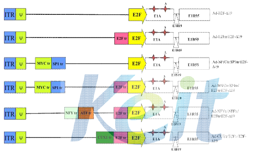 E2F-1 프로모터와 다양한 전사조절 인자의 결합부위를 재조합한 프로모터에 의해 복제가 조절되는 복제 가능 아데노바이러스의 모식도