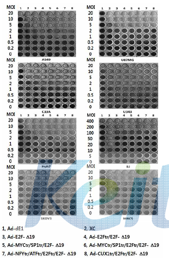 E2F-1 프로모터와 다양한 전사조절 인자들의 결합부위가 재조합된 프로모터에 의해 복제가 조절되는 복제 가능 아데노바이러스에 의한 세포 살상 효과(CPE assay)