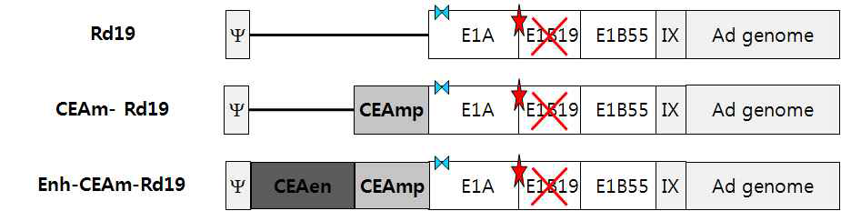 Minimal CEA 프로모터와 enhancer 부위가 재조합된 프로모터가 삽입된 종양 세포 선택적 살상 아데노바이러스의 모식도