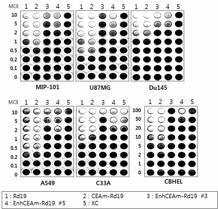 CEA가 발현되지 않는 암세포주 및 정상 세포주에서 minimal CEA 프로모터와 enhancer 부위가 재조합된 프로모터에 의해 복제가 조절되는 종양 세포 선택적 살상 아데노바이러스에 의한 세포살상효과(CPE assay)