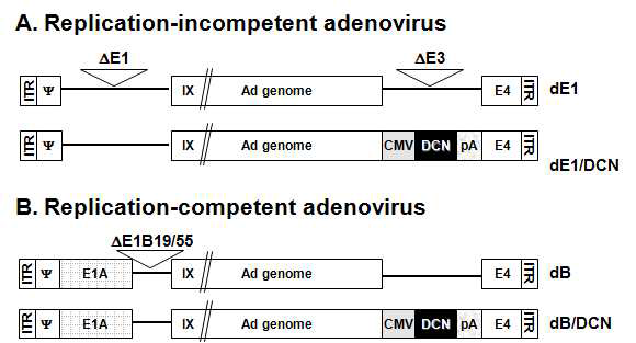 Decorin을 발현하는 복제 불능 아데노바이러스 및 복제 가능 아데노바이러스의 모식도