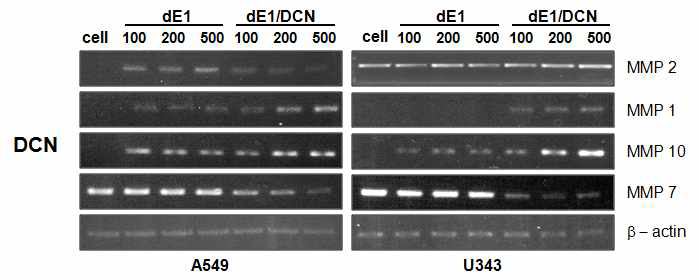 Decorin을 발현하는 복제 불능 아데노바이러스를 감염시킨 세포에서 다양한 MMP 단백질의 발현양상 비교(RT-PCR)