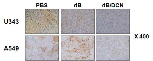Decorin을 발현하는 종양 선택적 살상 아데노바이러스에 의한 종양 조직내에서의 collagen type III 발현 양상 비교(면역조직 염색법)
