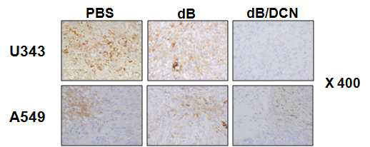 Decorin을 발현하는 종양 선택적 살상 아데노바이러스에 의한 종양 조직내에서의 elastin 발현 양상 비교(면역조직 염색법)